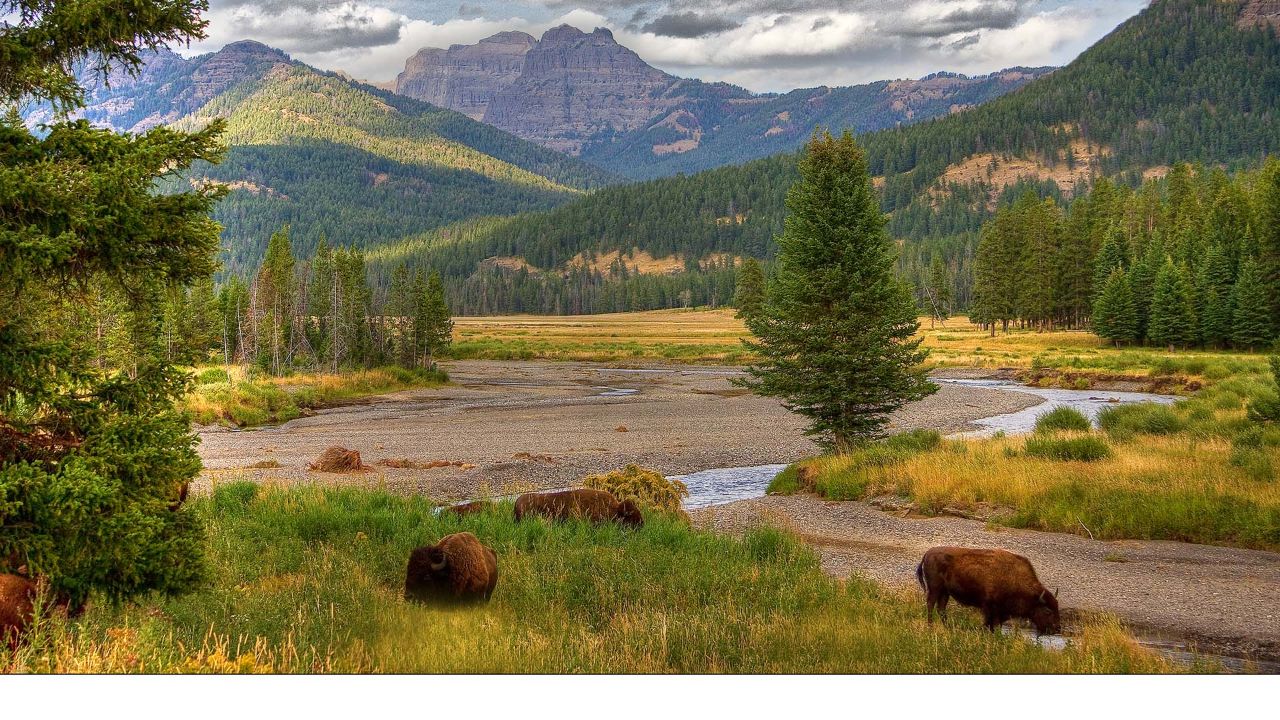 Yellowstone's beauty can stop you in your tracks. Photo by Getty Images