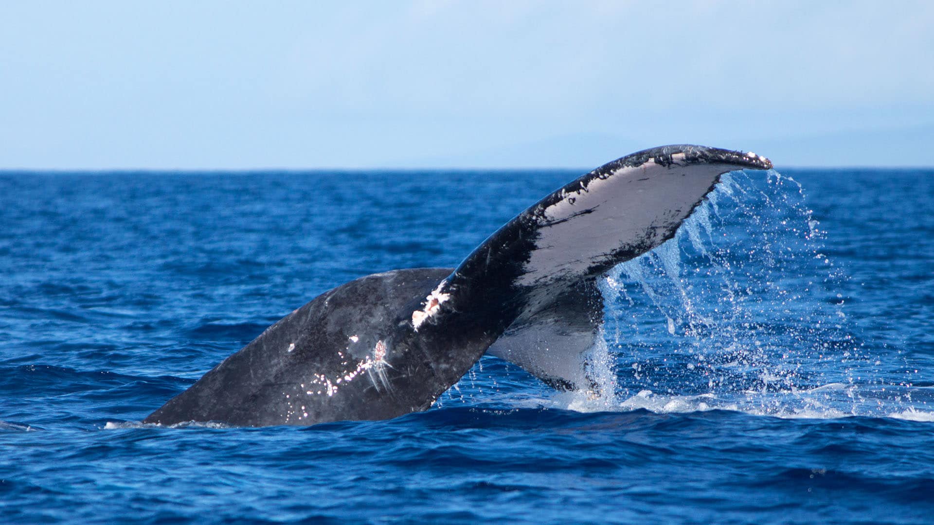Off the coast of Maui, Hawaii, a humpback whale slaps the water with its broad tail.