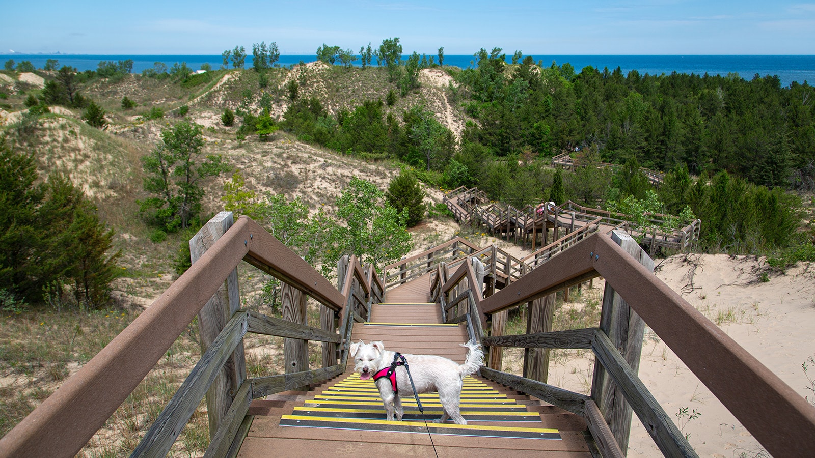 are dogs allowed at indiana dunes