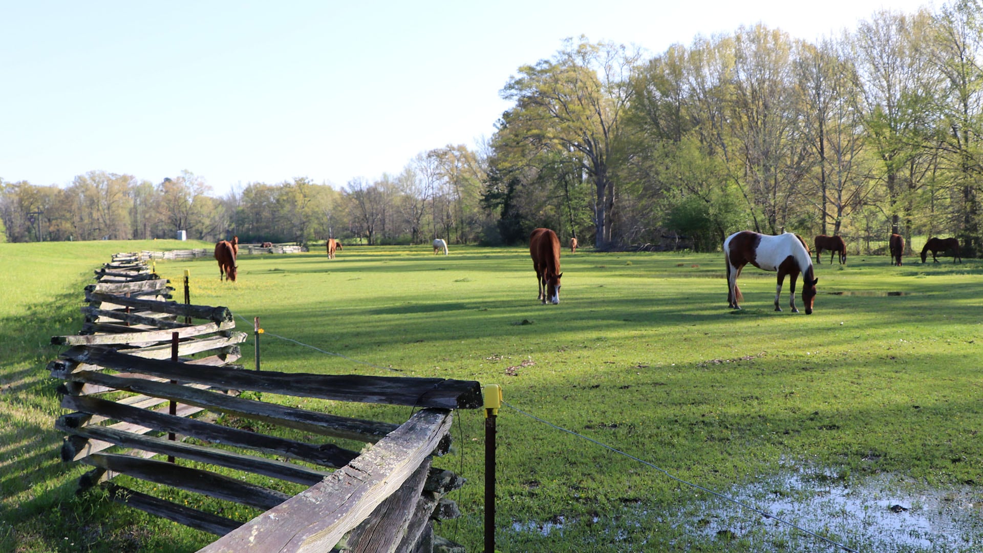 Cruising the Natchez Trace Parkway Pursuits with Enterprise