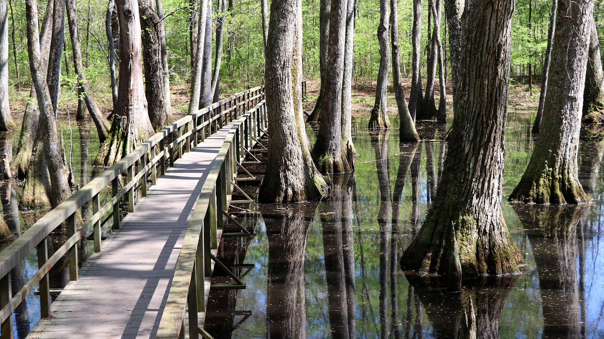 A boardwalk takes visitors into a cypress swamp along the Natchez Trace Parkway.