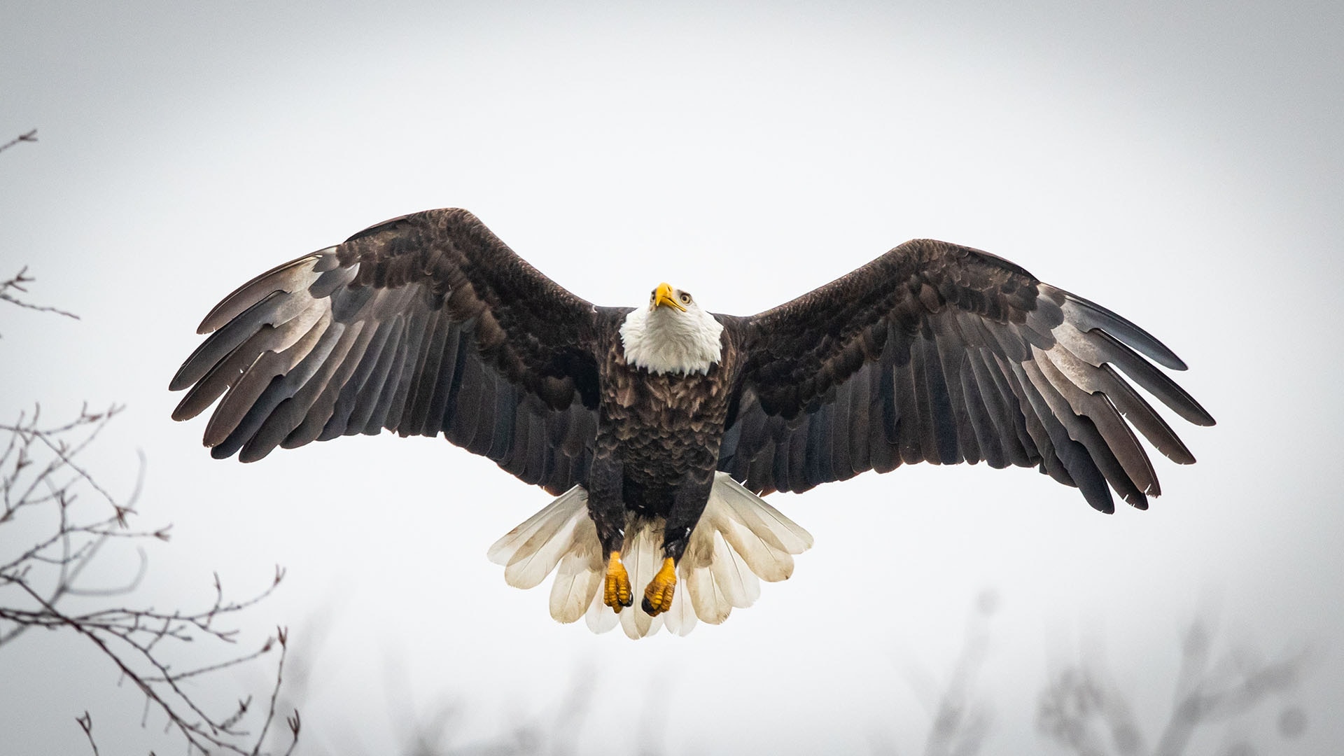 Best Places to See Bald Eagles in the Midwest