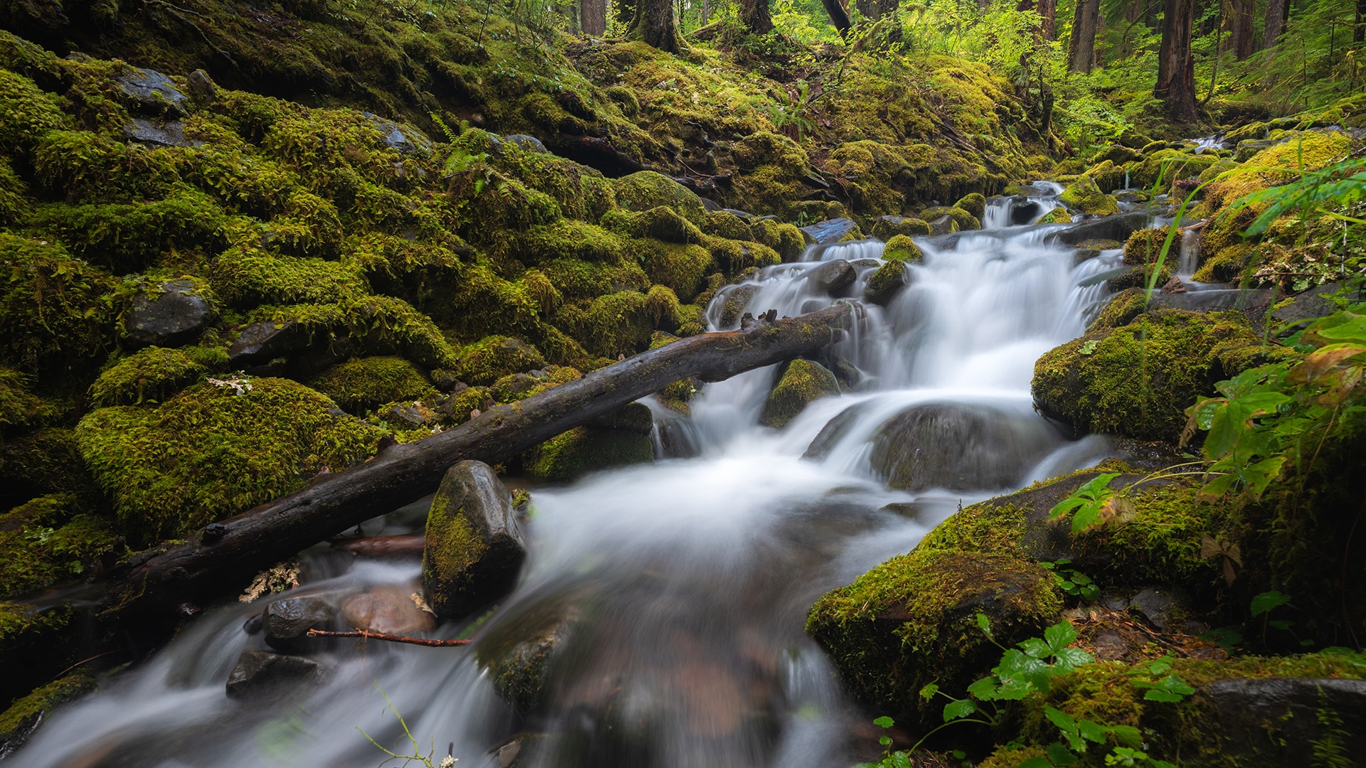 A creek flows along the trail to Sol Duc Falls in Olympic National Park.
