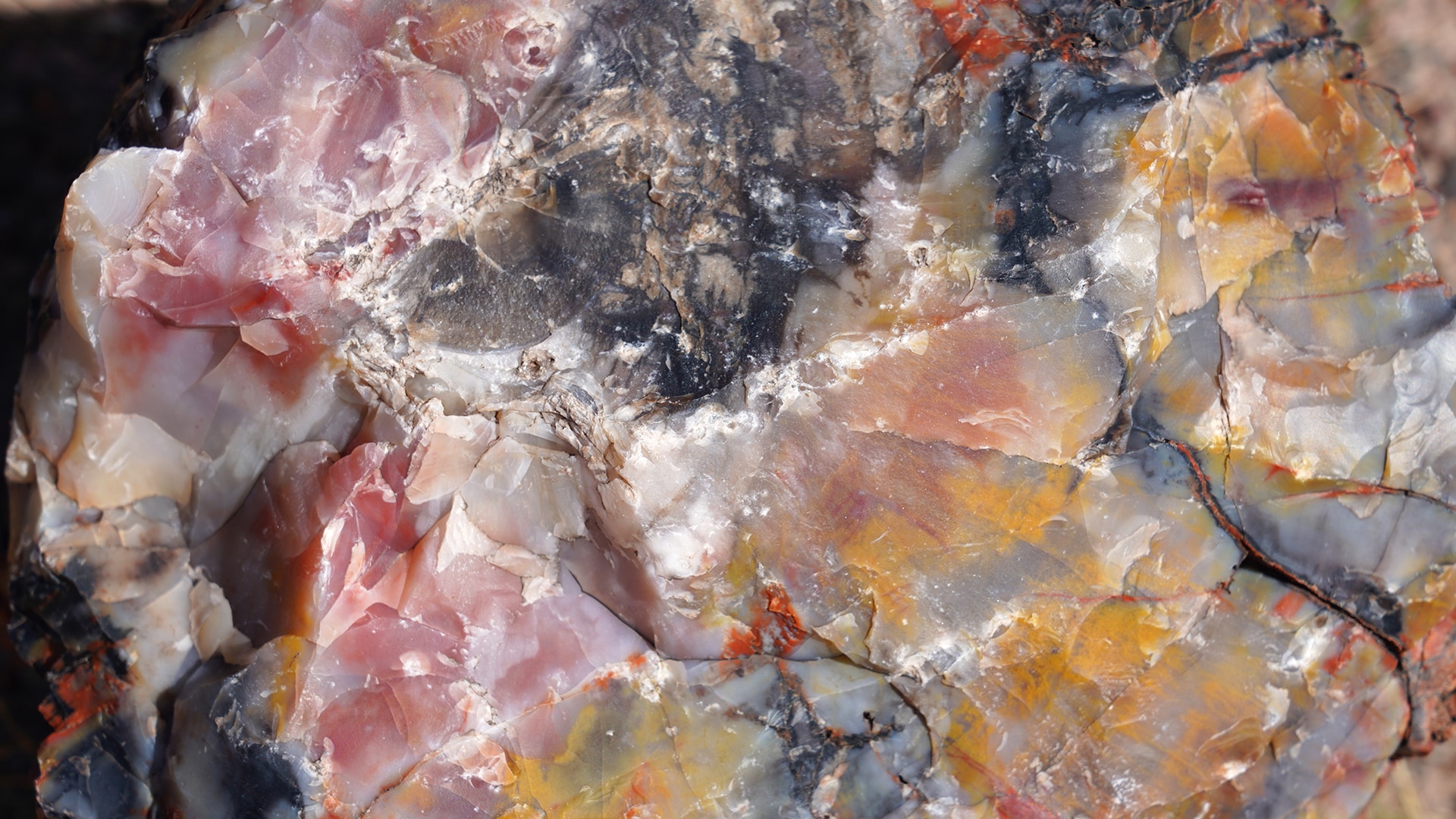 The beautiful colors in petrified wood are due to mineral impurities within the quartz.
