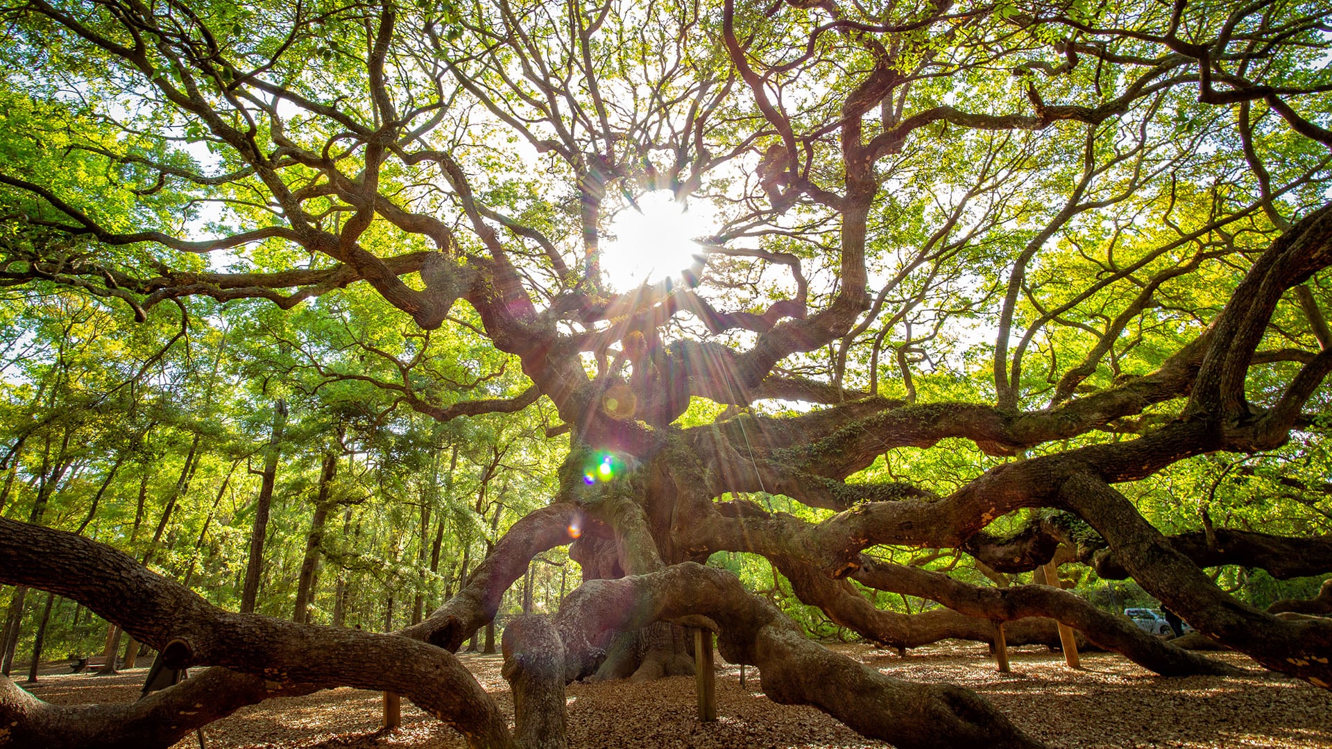 3 Can’t-Miss Destinations in Charleston - Pursuits with Enterprise  Enterprise Rent-A-Car