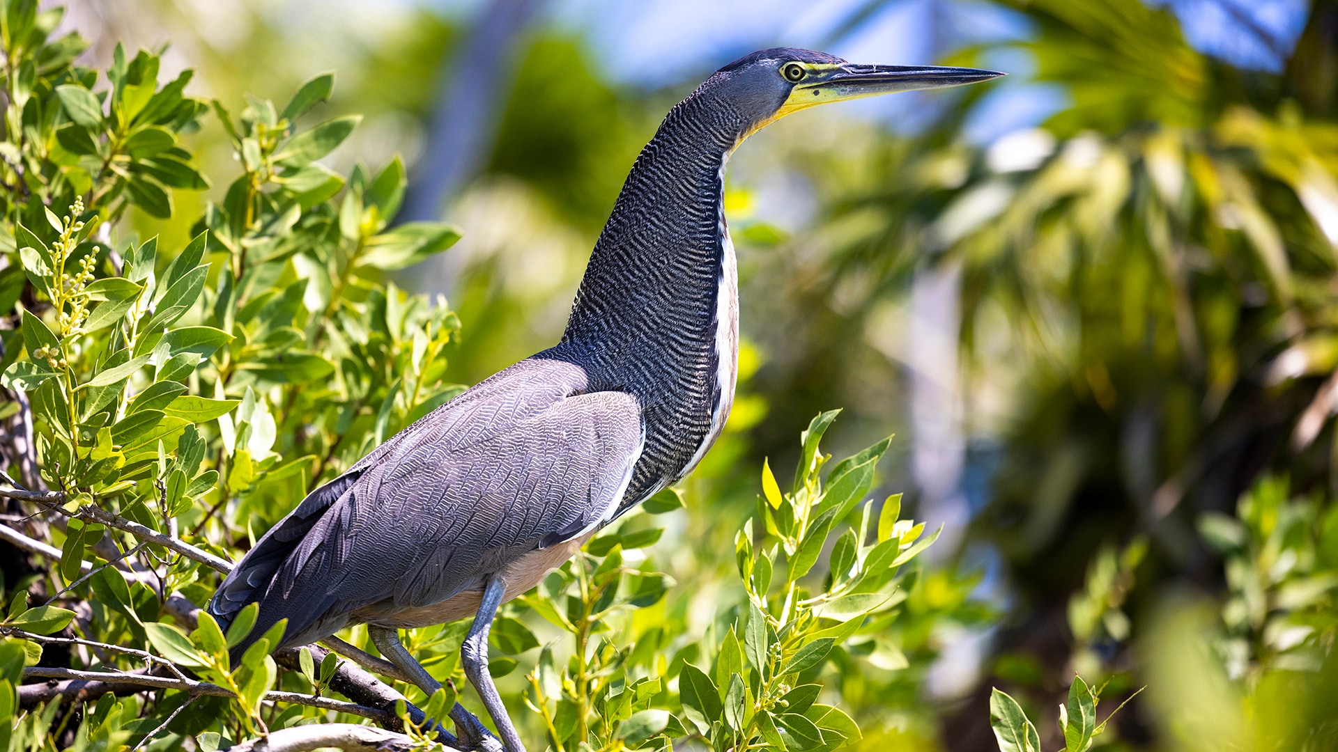 A bare-throated tiger heron perches in a tree at the Reserva de la Biósfera Sian Ka'an.