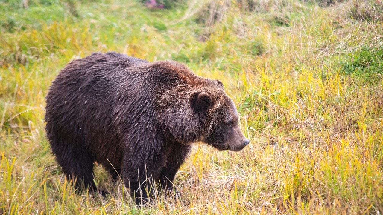 bear