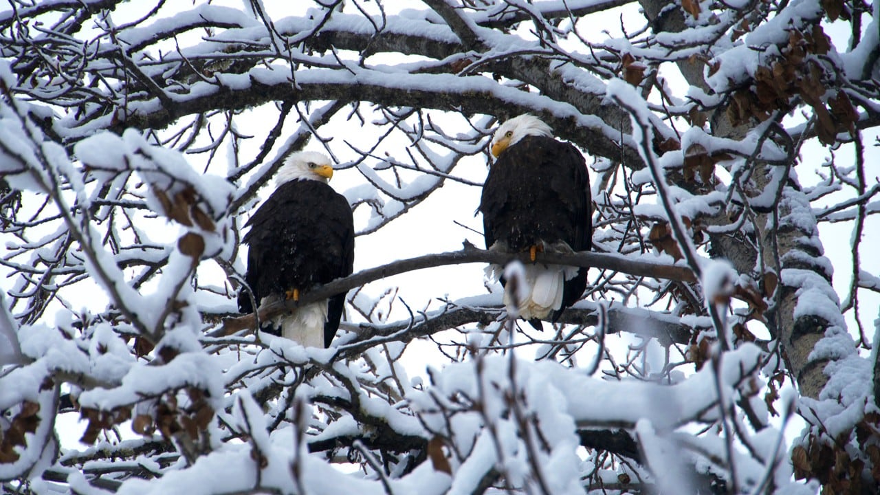 bald eagles