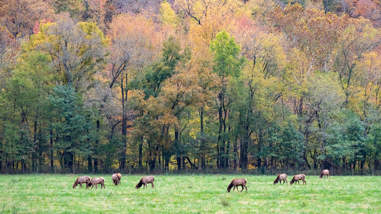 boxley valley elk