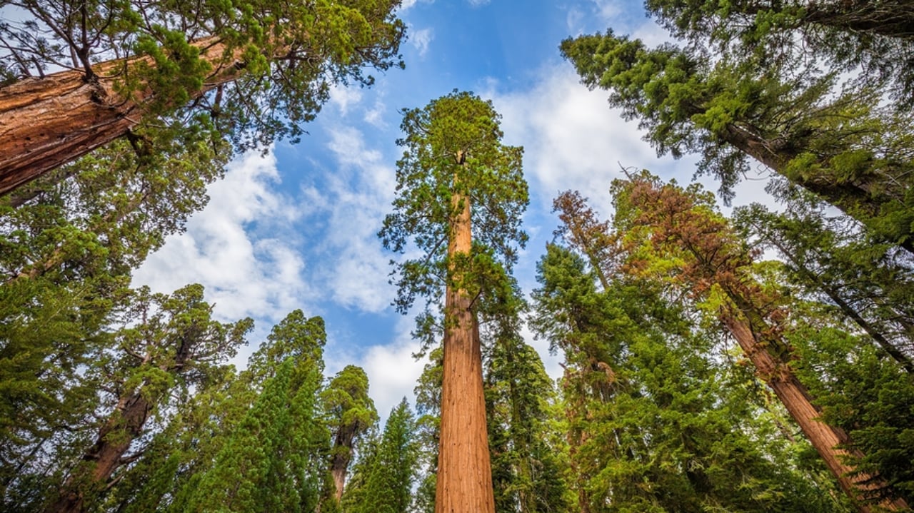 sequoia national park
