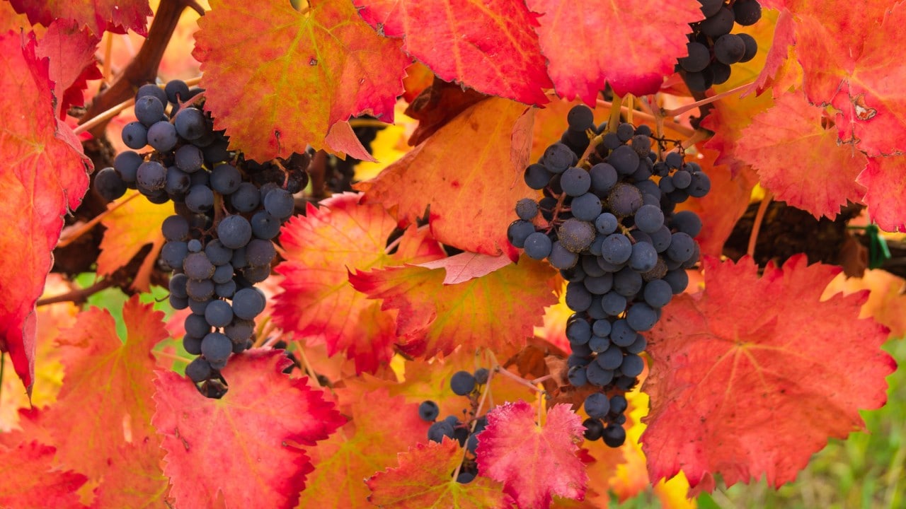 Wine Grapes on the Vine in Autumn Ready for Harvest 