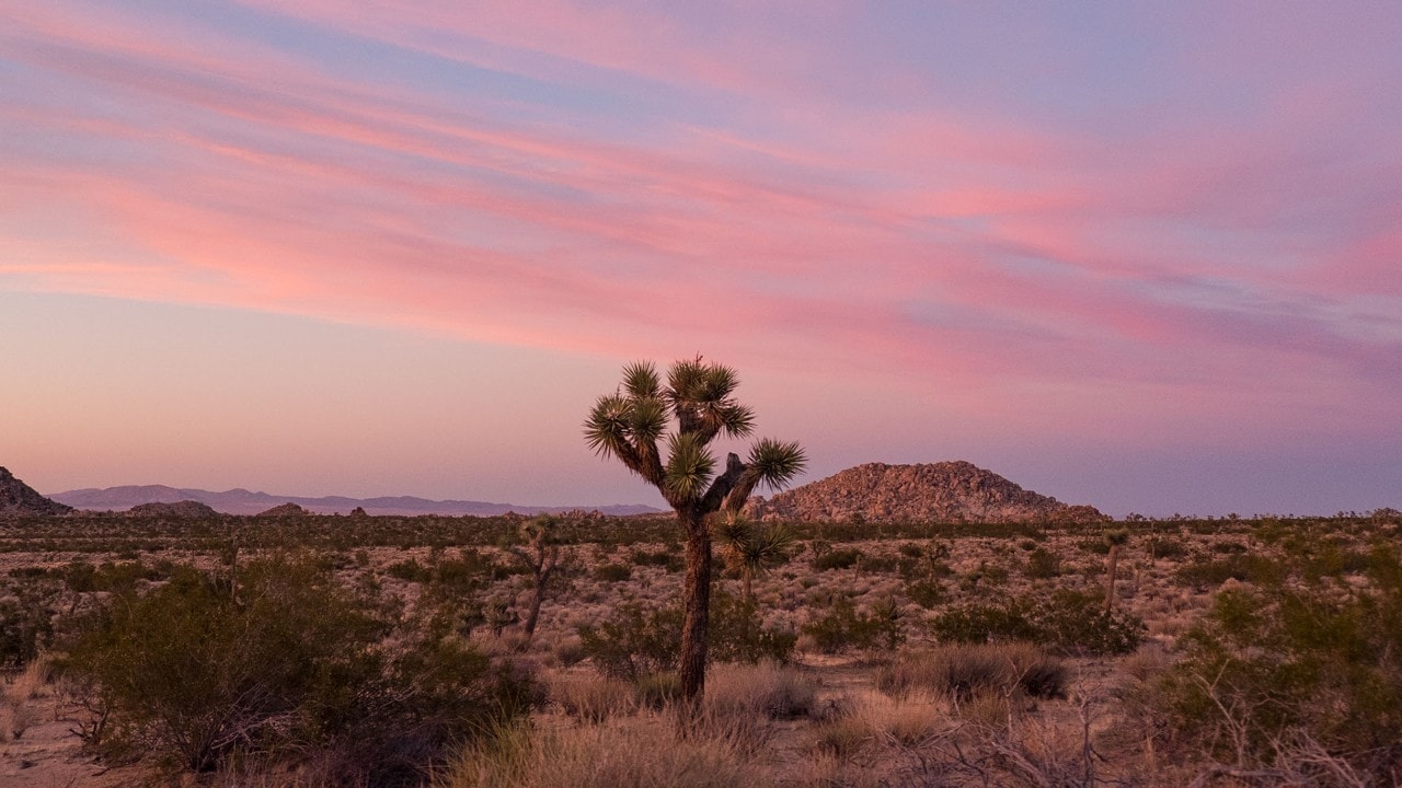 joshua tree