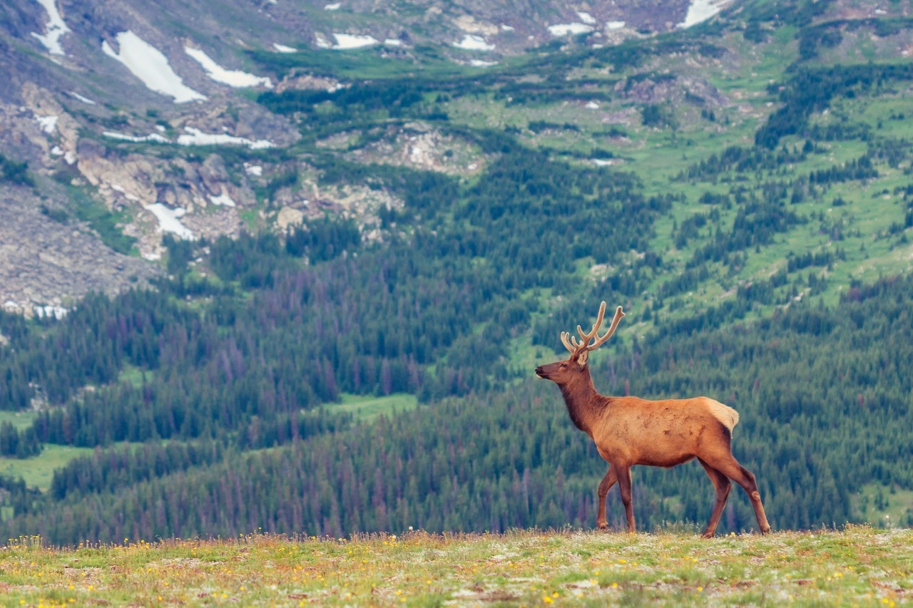 rmnp