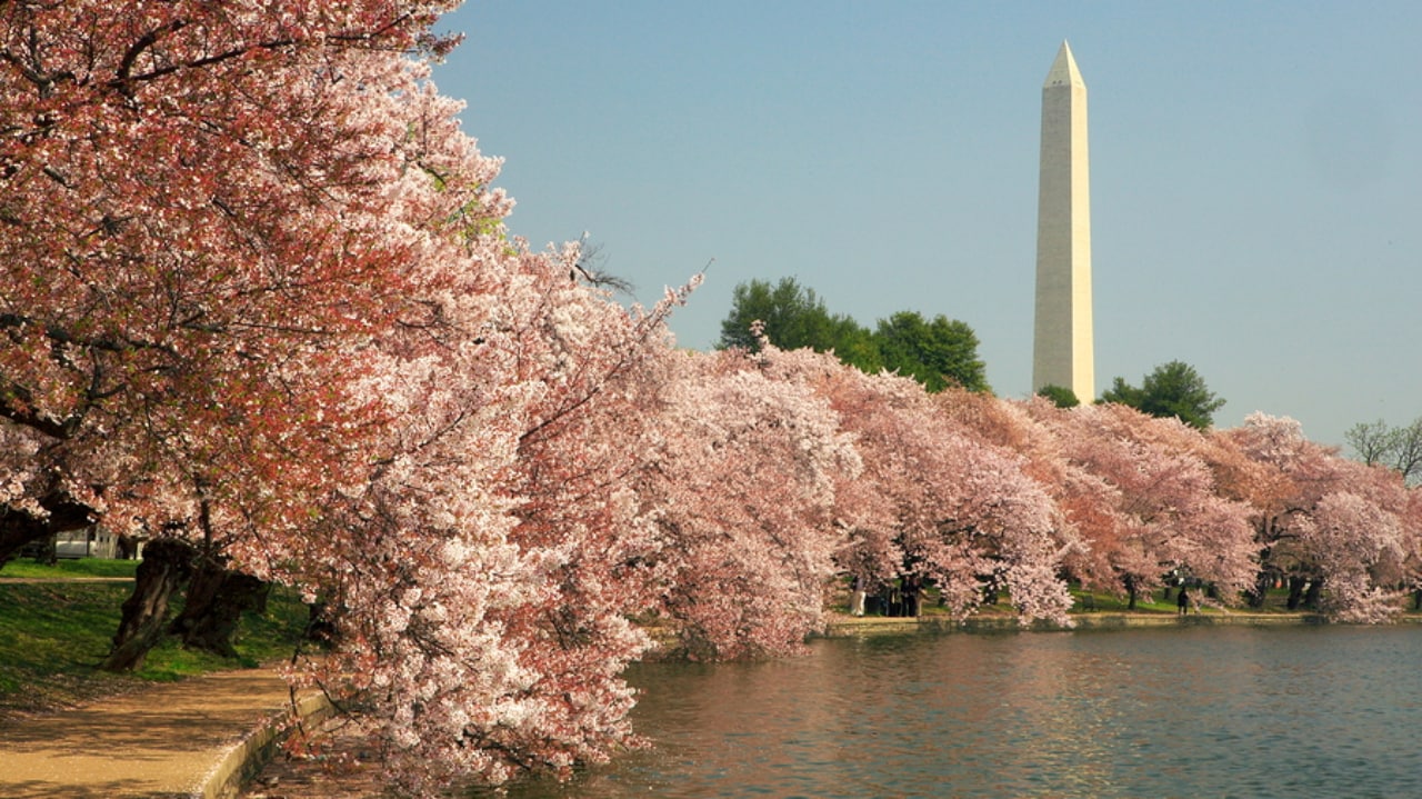 dc cherry blossoms
