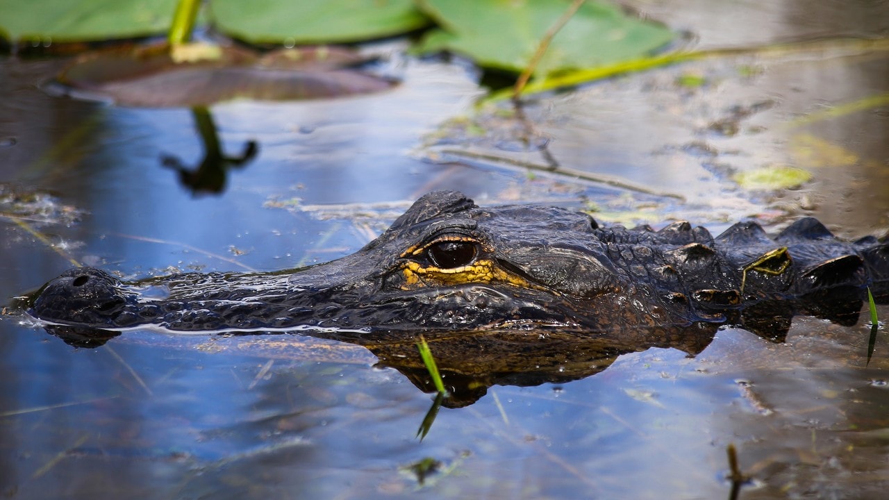 gator