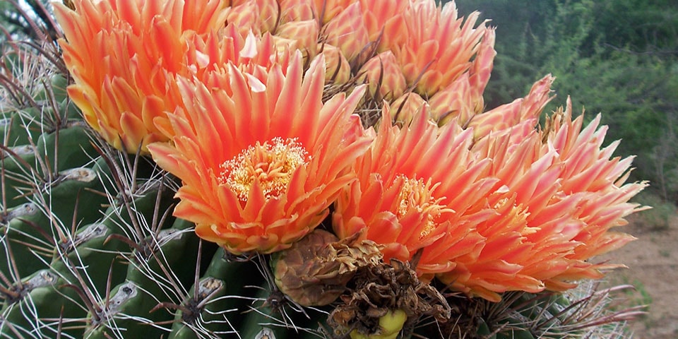 koko crater botanical garden