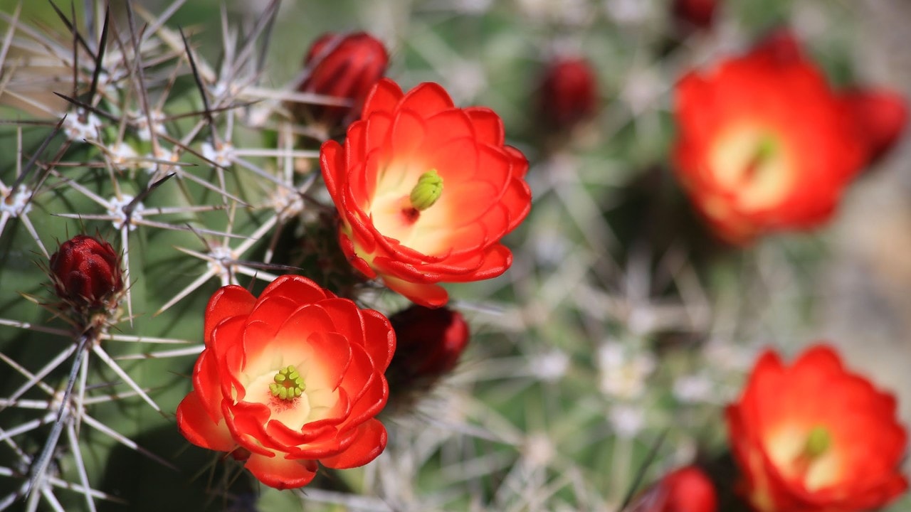 desert flowers