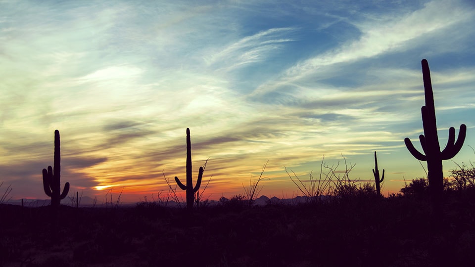 tucson cactuses 