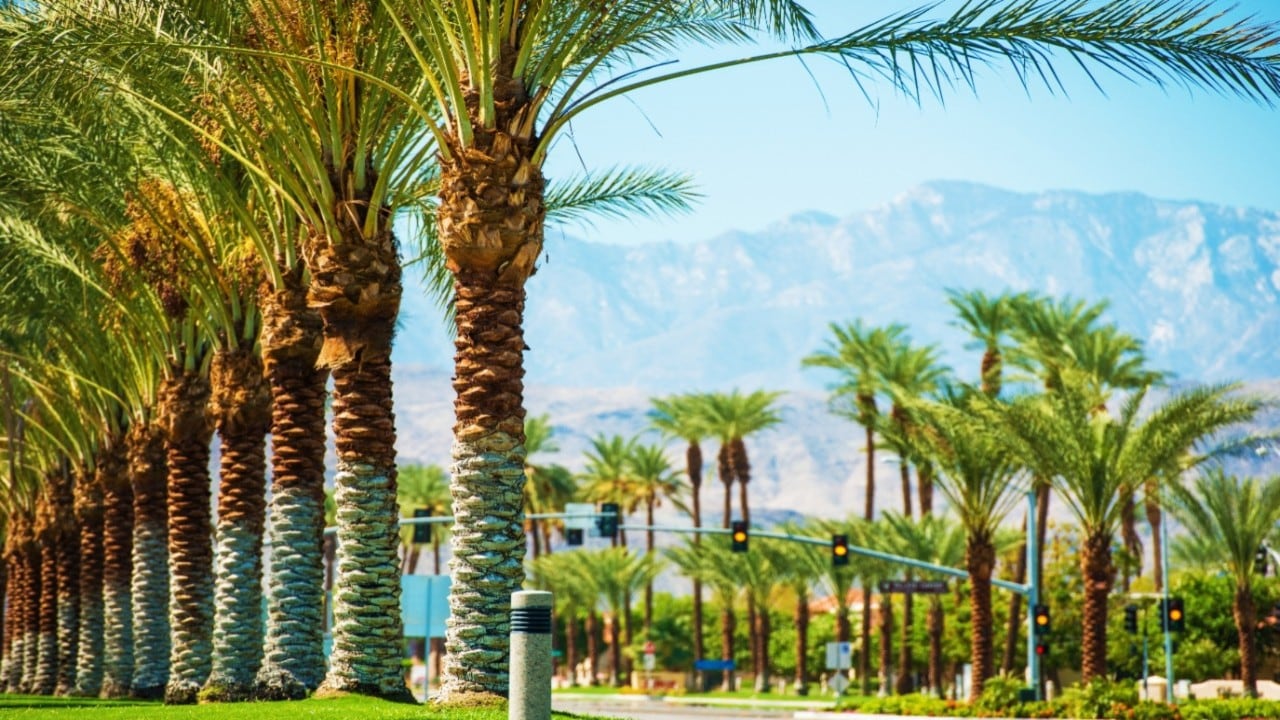 Vans palm discount springs
