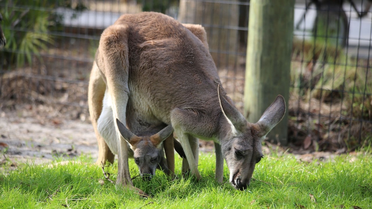 Two red kangaroos graze at the Brevard Zoo.