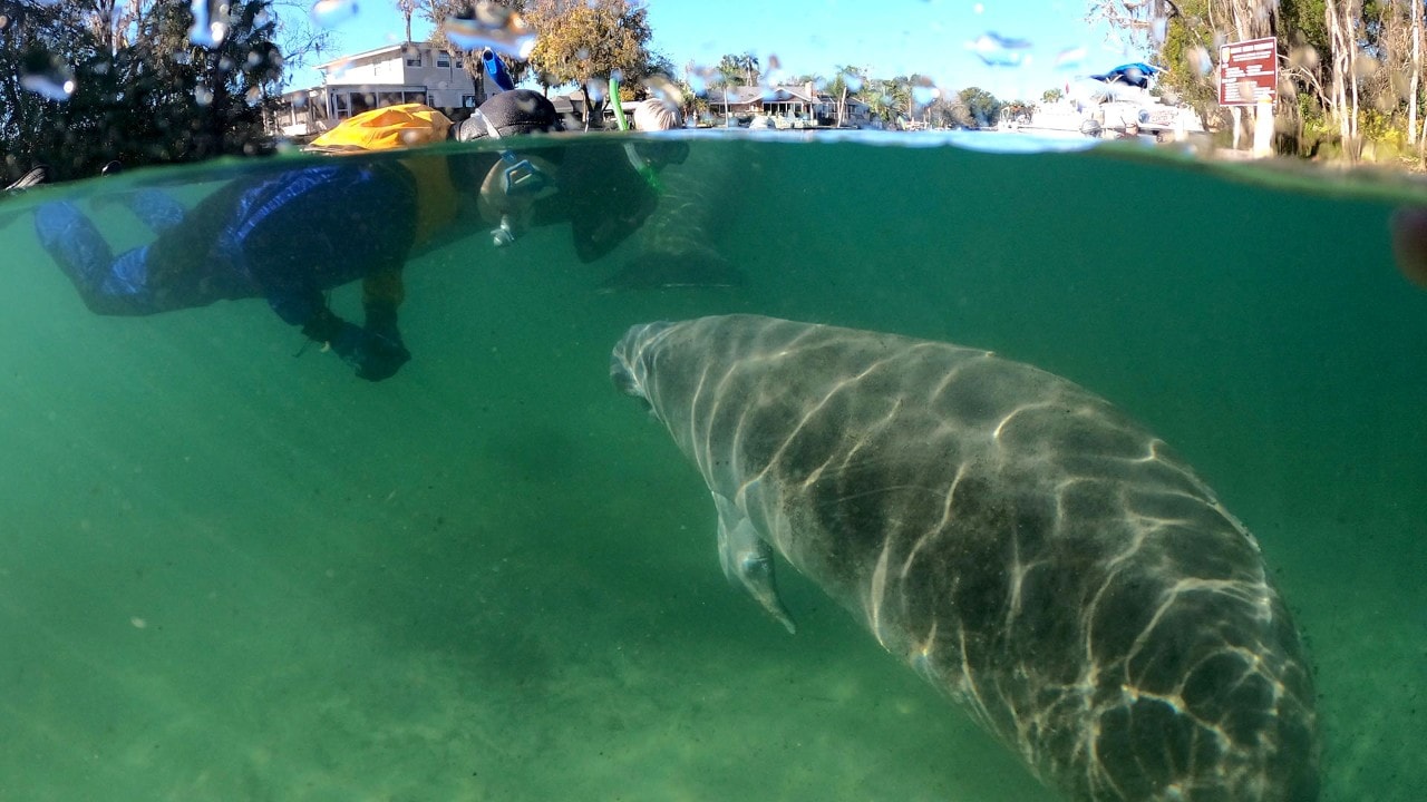 A snorkeler greets a manatee in the Crystal River.