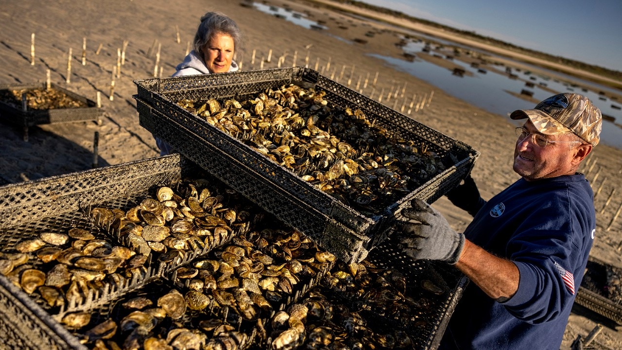 Stephanie and John Lowell load oysters at their farm along Cape Cod Bay.