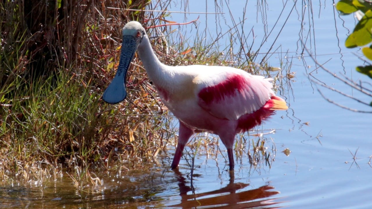 Roseate spoonbill