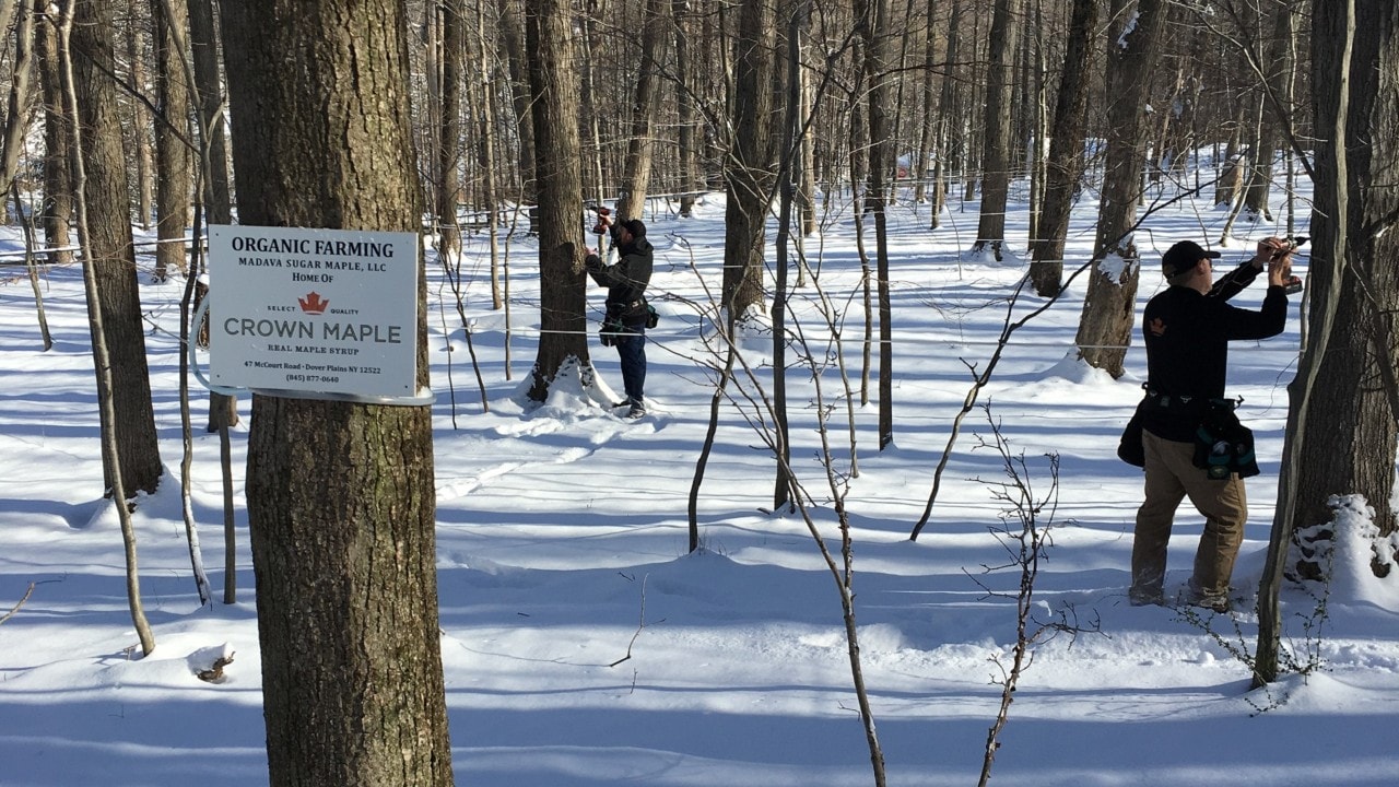 Preparing to collect sap from trees. Photo courtesy of Crown Maple Syrup