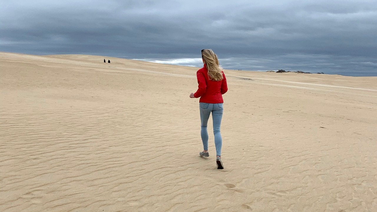 The dunes at Jockey's Ridge State Park are the tallest on the East Coast. 