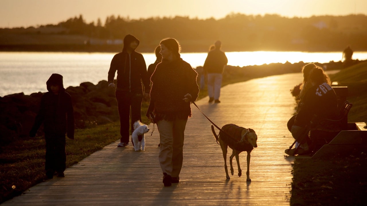 At sunset, many people walk their dogs along Victoria Park's boardwalk.