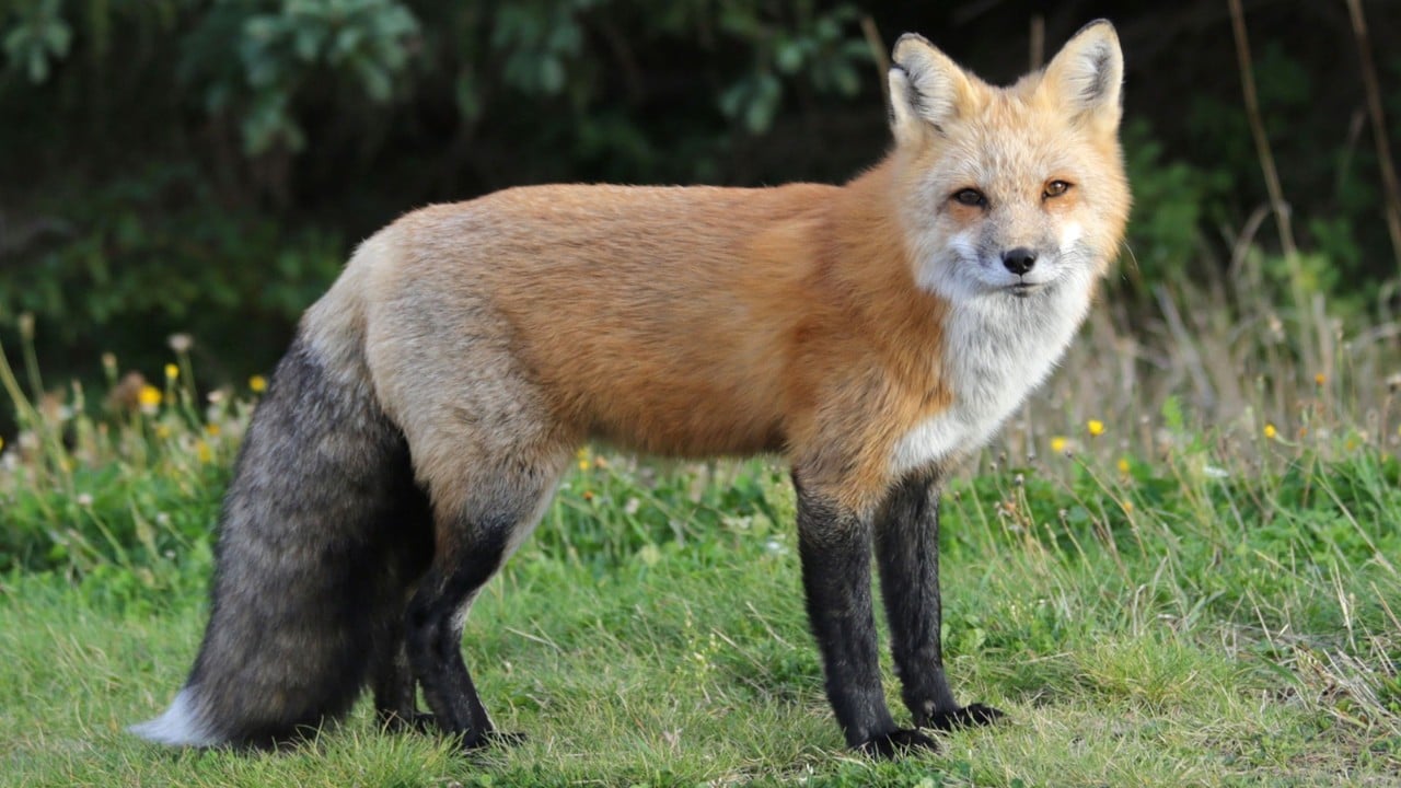 Red foxes roam freely on Prince Edward Island.