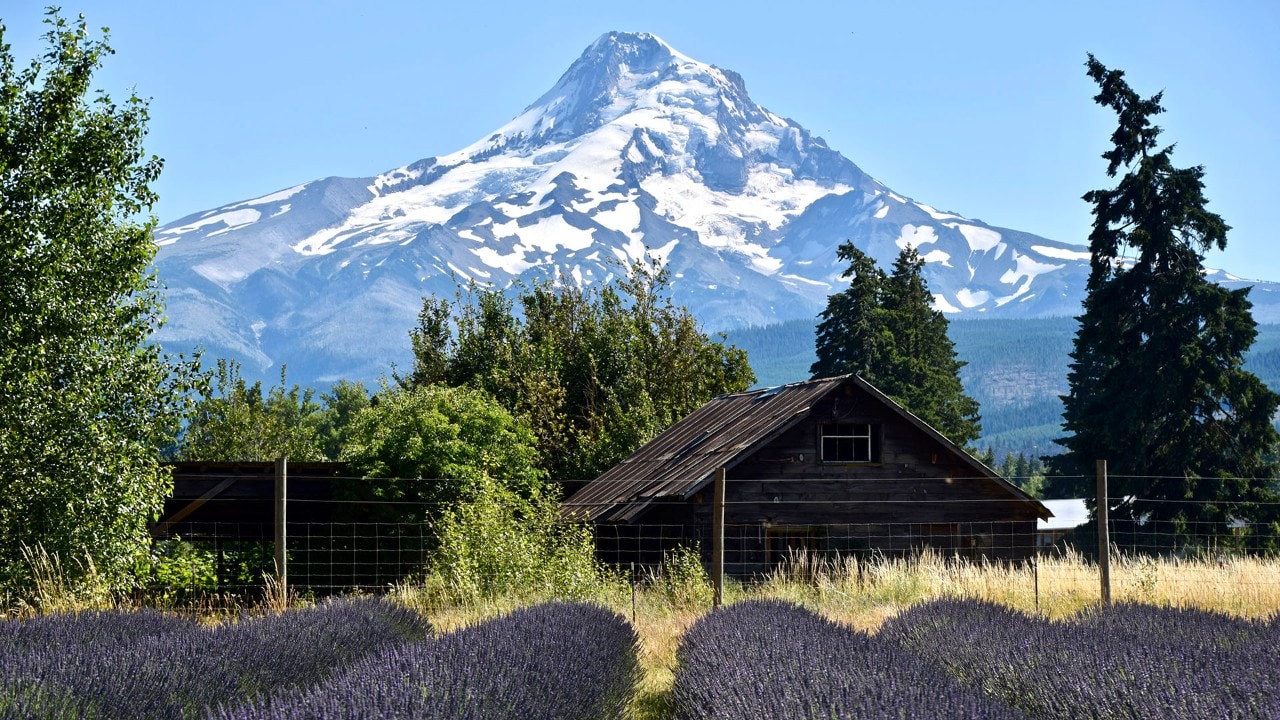 Mt. Hood as seen from Lavender Valley.
