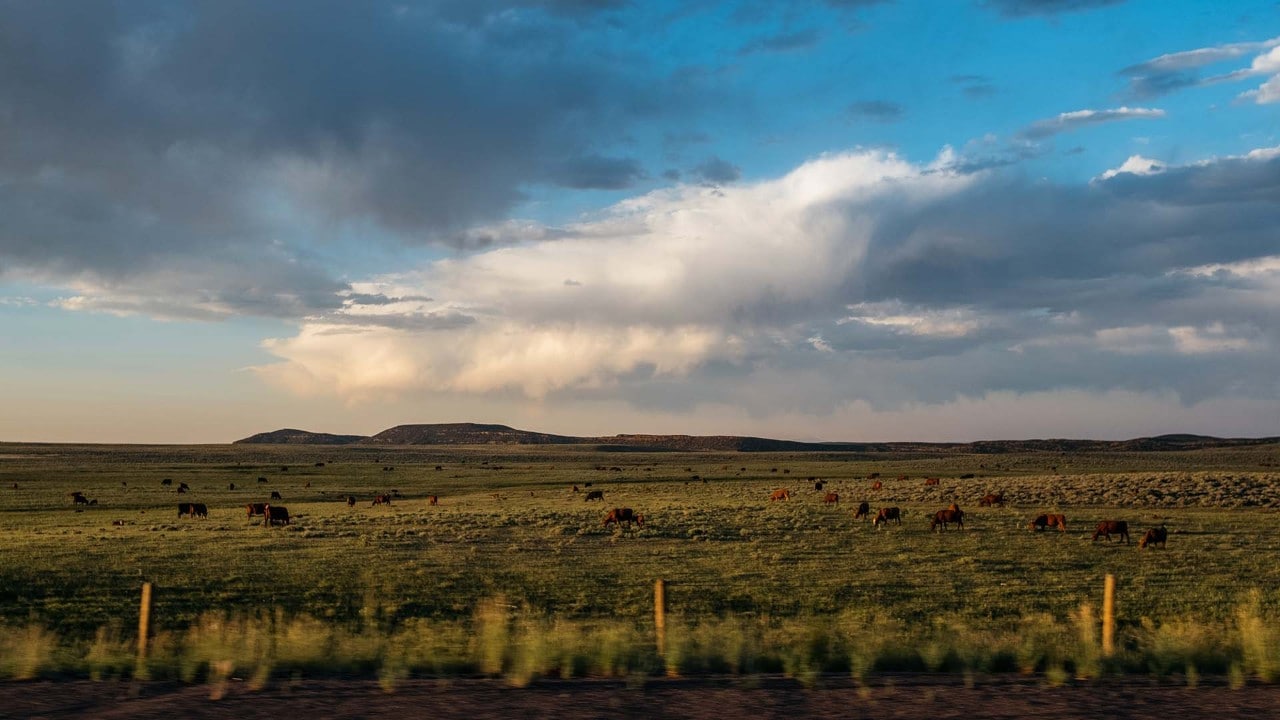 Livestock graze along the side of Interstate 80 near the town of Elk Mountain.