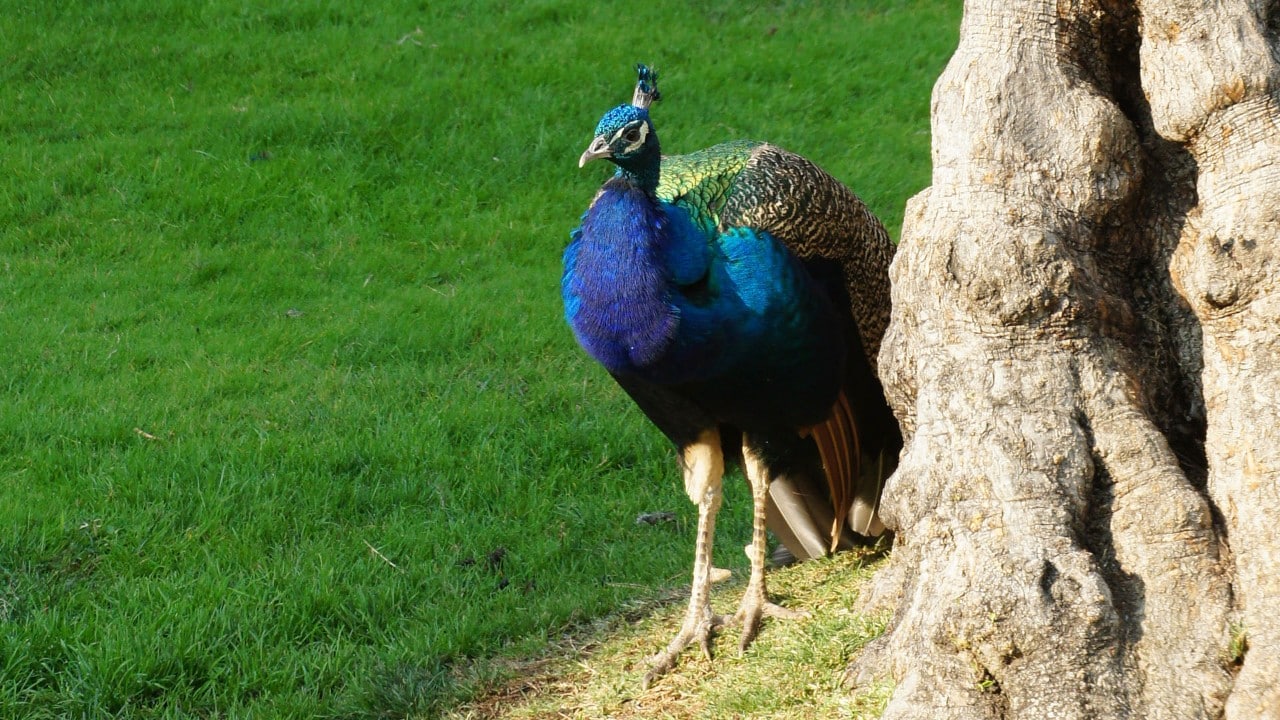 A peacock at Castello di Amorosa