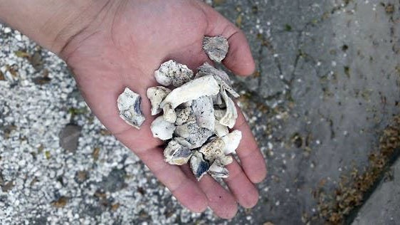 Crushed shells.