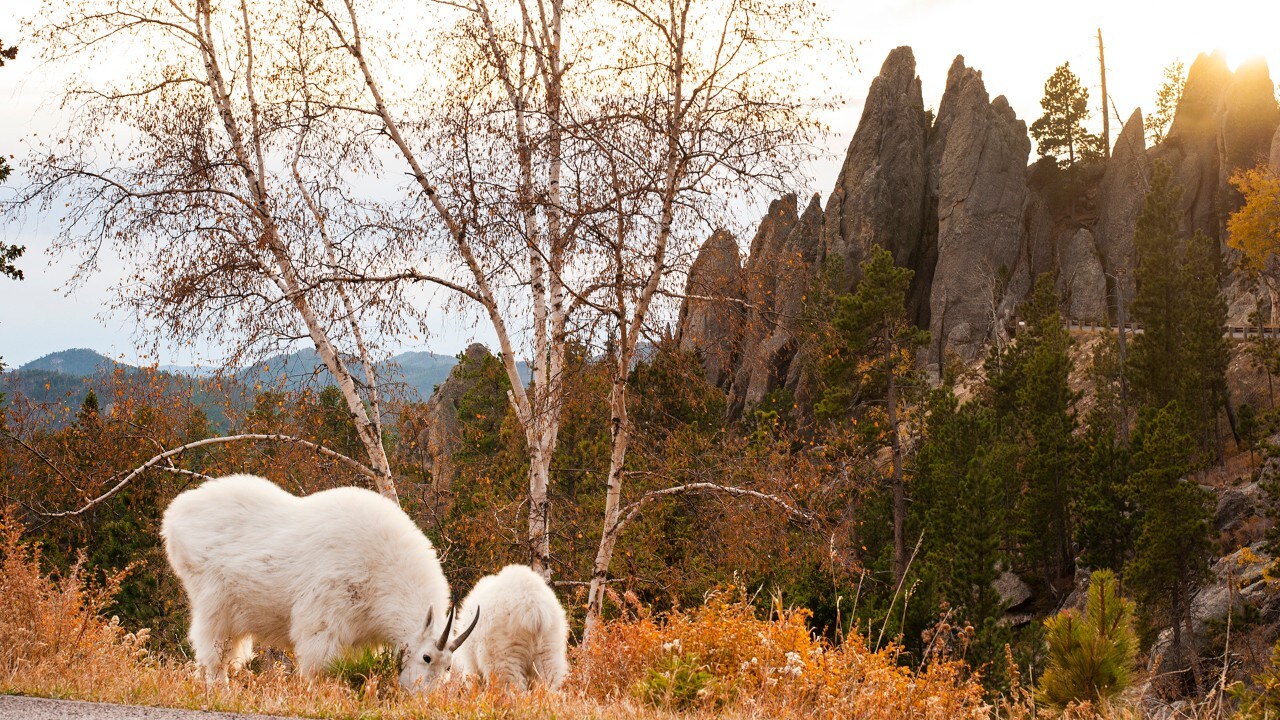 Mountain goats graze along the Needles Highway.