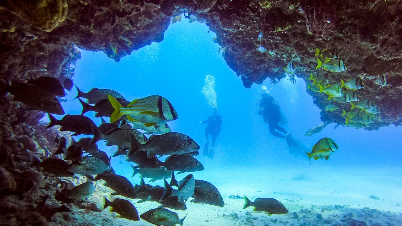 Fish hide from predators among rocks off the coast of Playa del Carmen.
