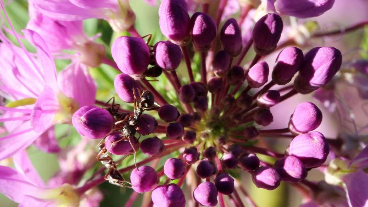 Ants crawl among the flowers on the side of Scenic Byway 12.