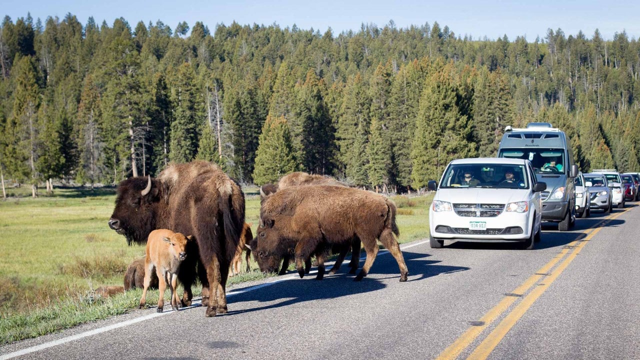 Bison cross the road in Yellowstone. Photo by Jaymi Heimbuch