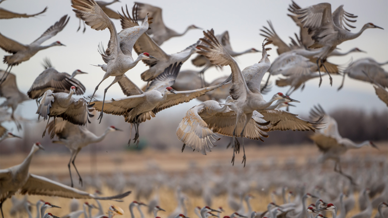 Sandhill cranes take flight from the central Platte River in Nebraska. Photo by David F. Hunter