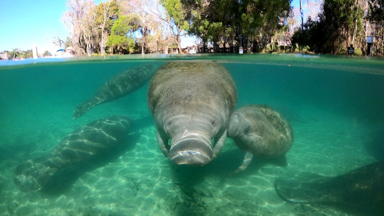 A mother manatee feeds her offspring in the Crystal River, Florida. Photo by Charles Williams