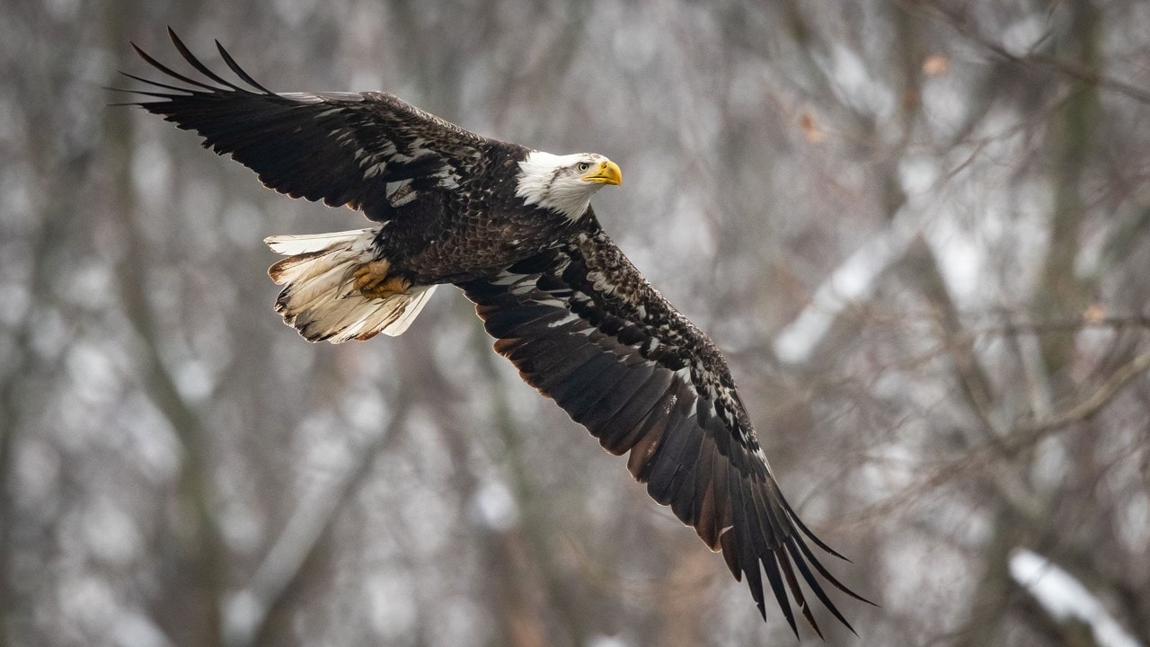 A bald eagle soars high in the air along the Kaskaskia River in Carlyle, Illinois. Photo by Derek Jerrell