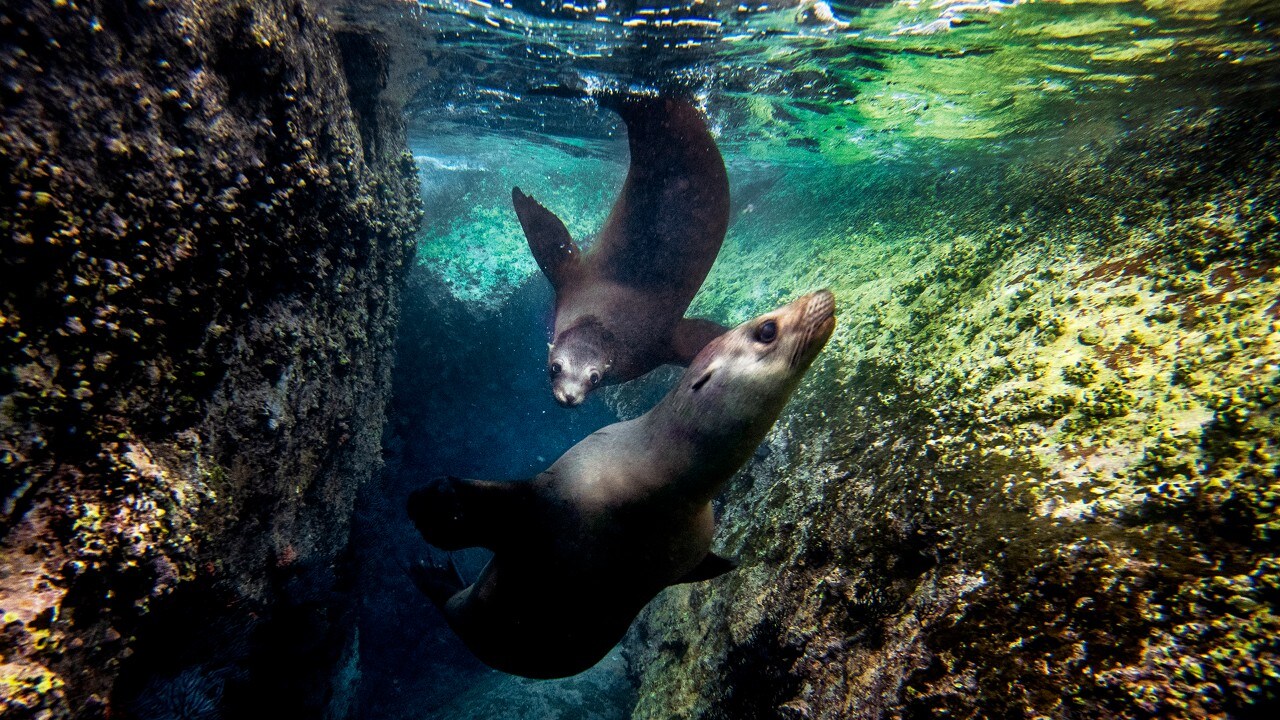 Sea lions chase each other off the coast of La Paz, Mexico. Photo by Michael Ciaglo