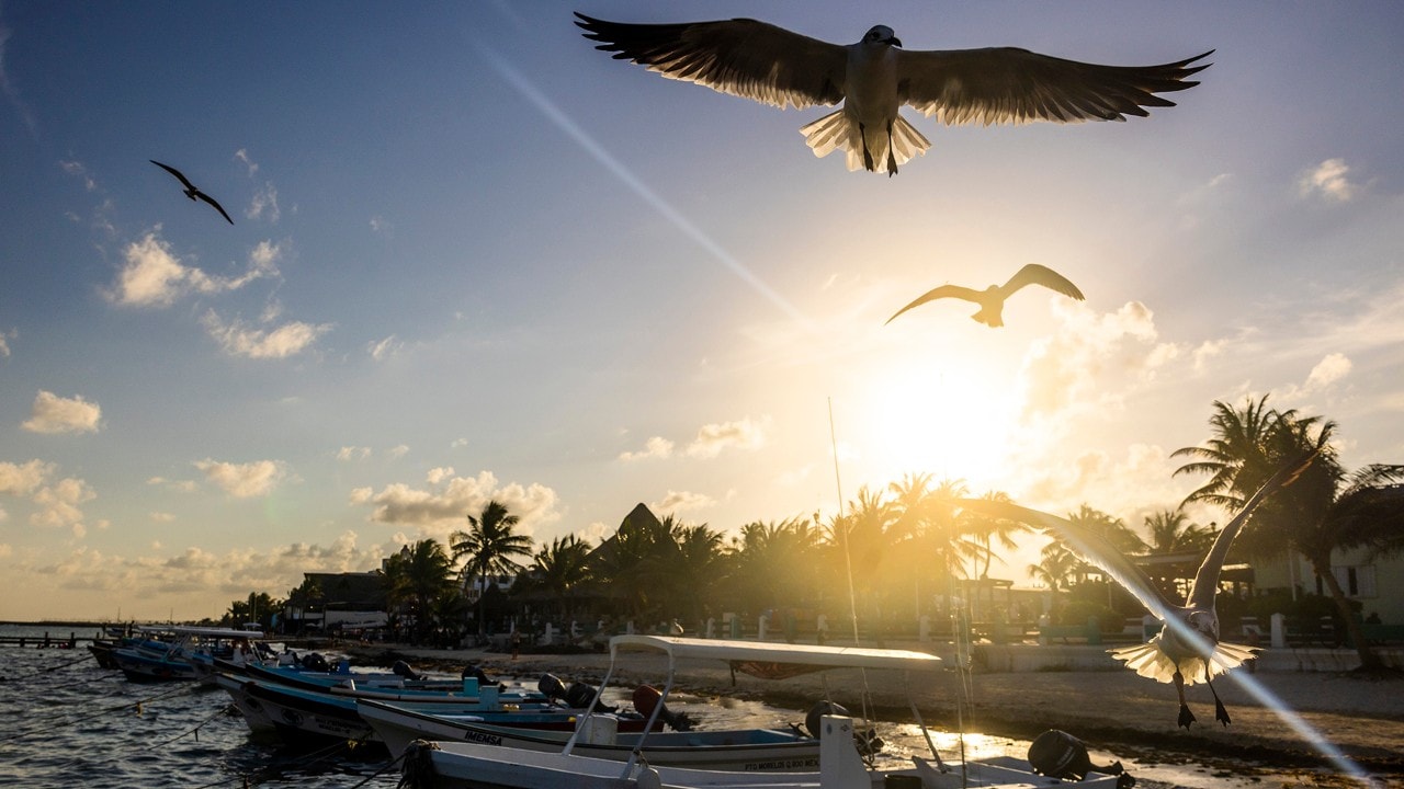 Seagulls soar over the beach as the sun sets in Puerto Morelos, Mexico.