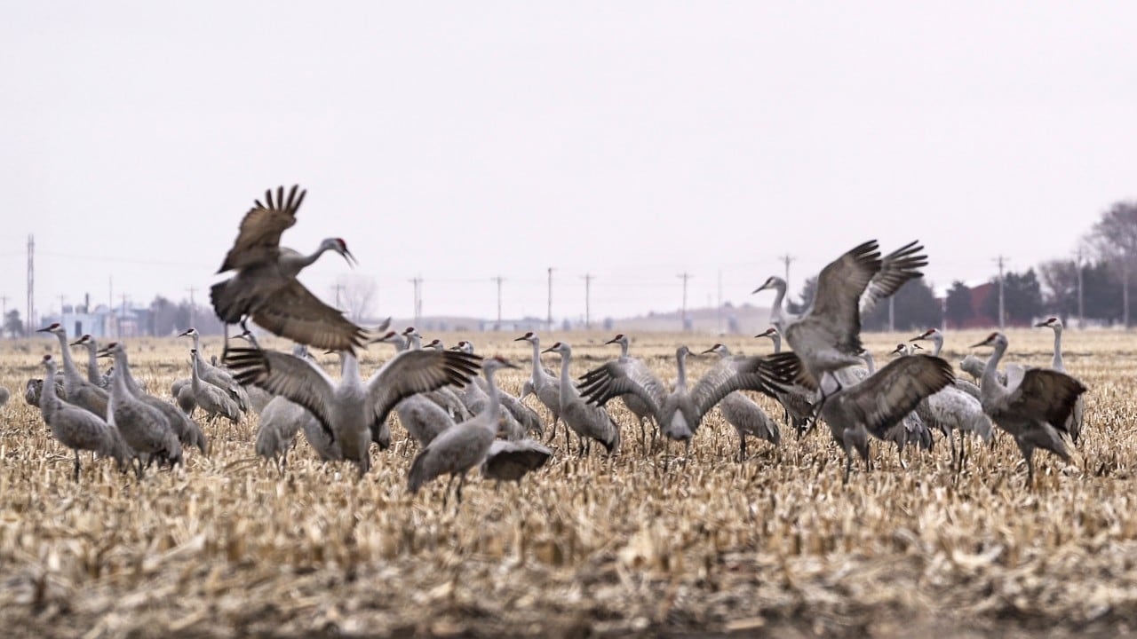 During the day, the cranes feed on corn in the fields.