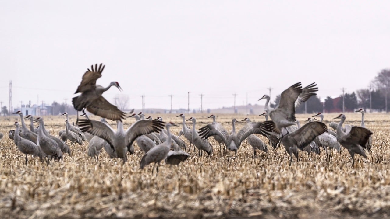 500,000 Cranes Are Headed for Nebraska in One of Earth's Greatest