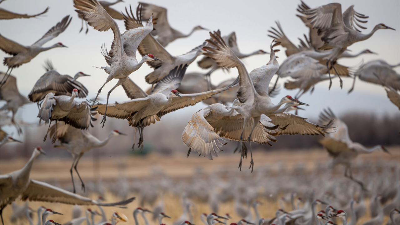 500,000 Cranes Are Headed for Nebraska in One of Earth's Greatest