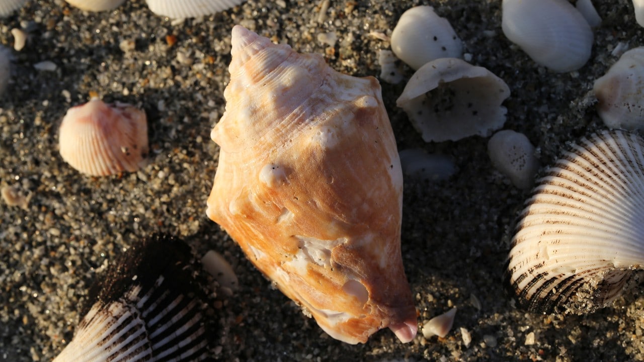 Weekend Getaway for Shells in Sanibel, Florida - Pursuits with Enterprise