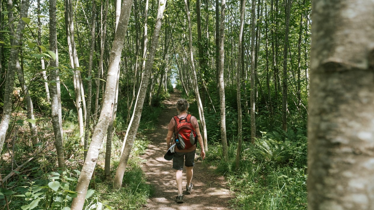 The 1-mile hike to the top of Mount Erskine is steep and passes through forest.