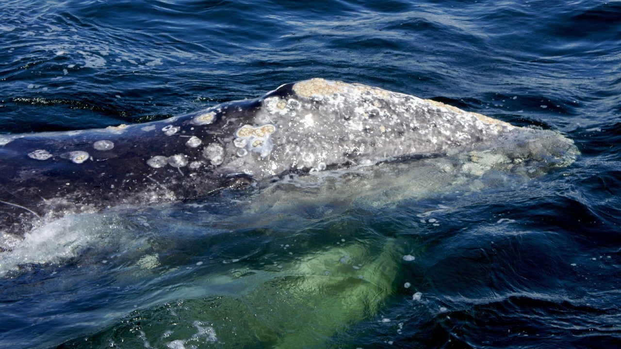 Gray whales make an annual migration from the Bering Sea to lagoons near Baja California, Mexico.